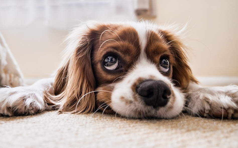 leishmaniose beim hund